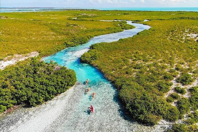 Mangrove Cay Tour - Baby sharks, conch, and jellyfish in the shallows
