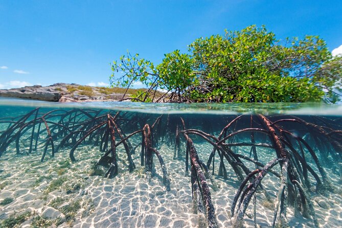 Mangrove Cay Tour - Clear water, sandbars, and possible extra stops