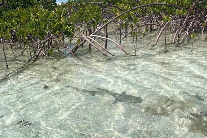 Mangrove Clear Kayak Tour - Why Mangrove Cay is worth seeing by kayak