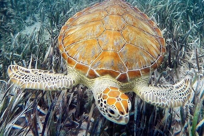 Mangrove Clear Kayak Tour - What the guides add to the outing