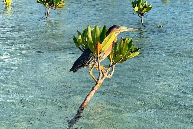 Mangrove Clear Kayak Tour - Is $125 a fair price?