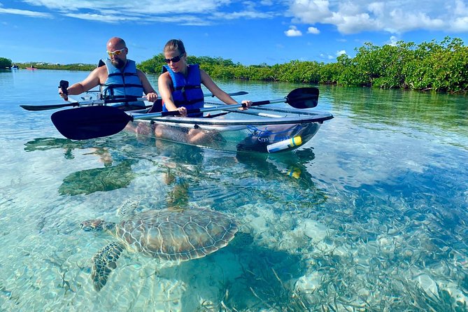 Mangrove & Iguana Clear Kayak Tour - Key points to know before you book
