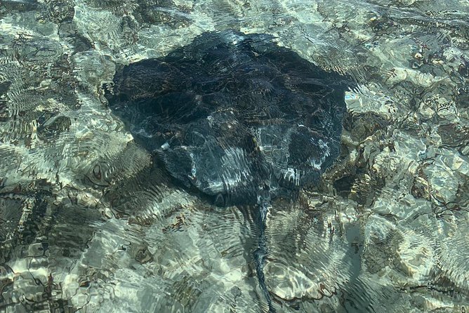 Mangrove & Iguana Clear Kayak Tour - Timing, pickup, and meeting details