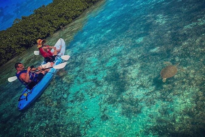 Mangrove & iguana Tour - Key details before you paddle