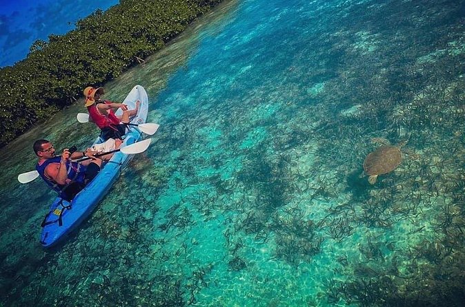 Mangrove & iguana Tour - What you can expect on the kayak route