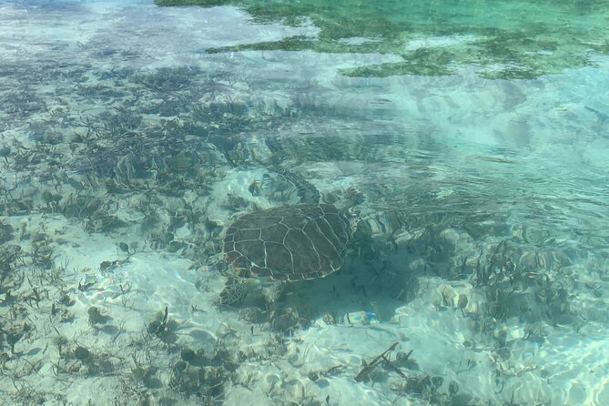 Mangroves Kayak Tour - Why the Providenciales mangroves are worth your time