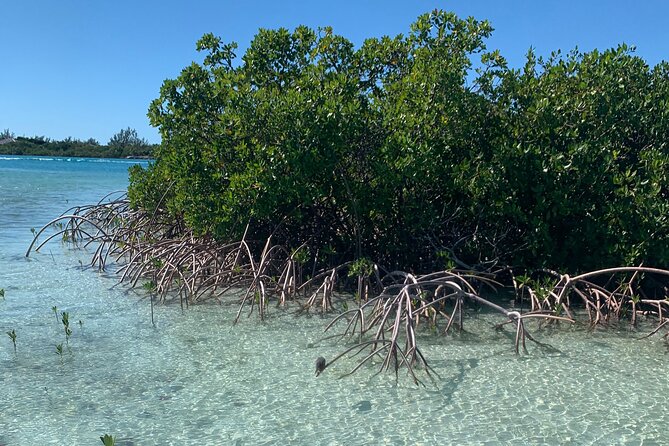 Mangroves Kayak Tour - What the private format really adds