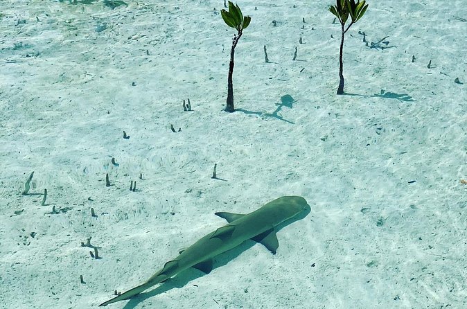 Mangroves Stand-Up Paddleboard Tour - A quiet change of scene near Grace Bay