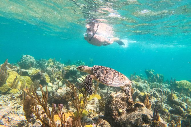 Morning Half Day Cruise from Providenciales with Snorkeling and Iguana Island - Key points to know before you book