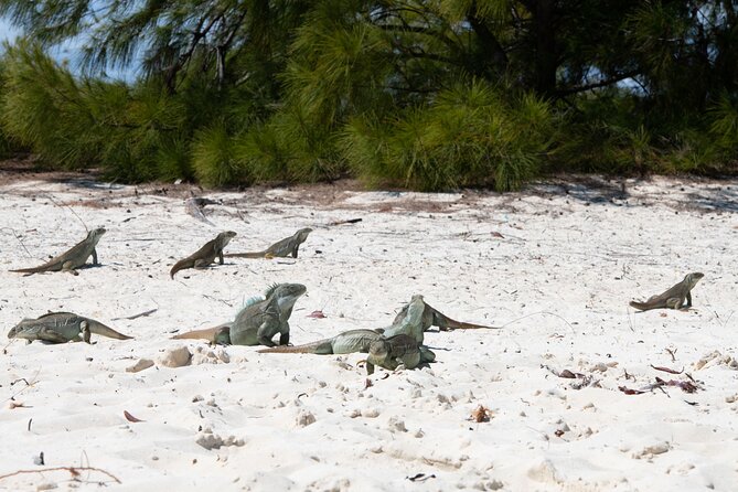 Morning Half Day Cruise from Providenciales with Snorkeling and Iguana Island - A morning on Grace Bay’s famous water