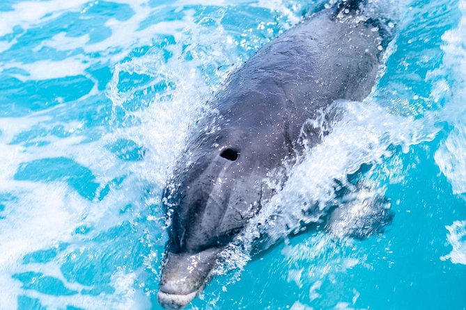 Private Boat Tours to outer islands, snacks drinks- snorkel- cruise! - The crew sets the tone