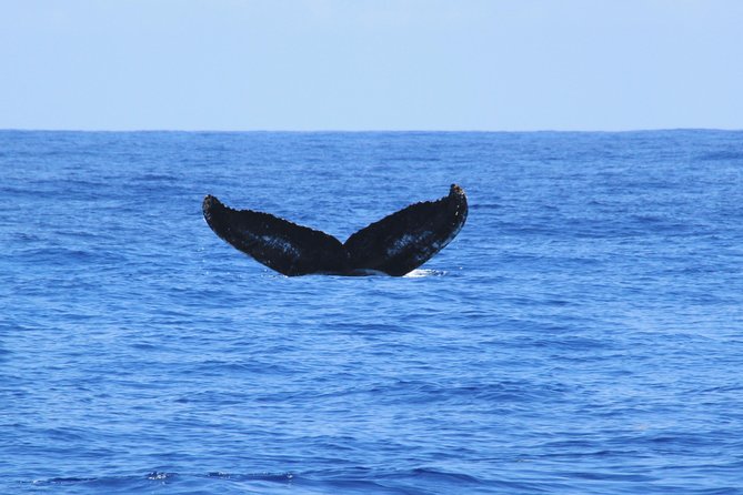 Private Whale Watching Charter (Grand Turk) - Why this Grand Turk whale charter feels different