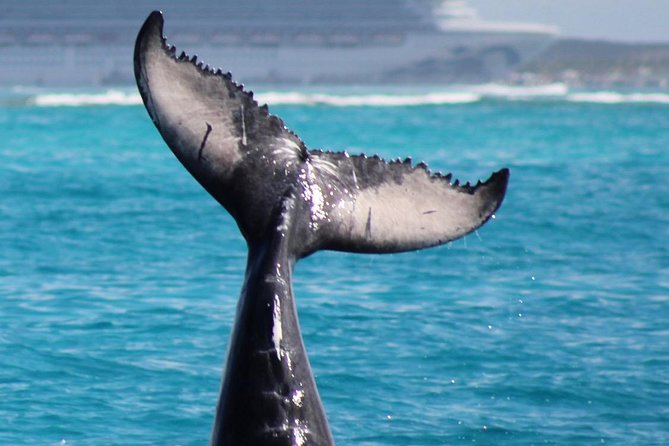 Private Whale Watching Charter (Grand Turk) - Setting out on a private catamaran
