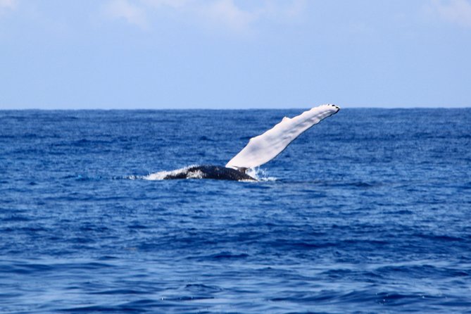 Private Whale Watching Charter (Grand Turk) - Looking for humpback whales in open water