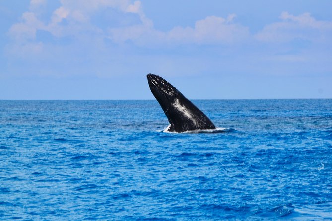 Private Whale Watching Charter (Grand Turk) - The possible in-water whale encounter