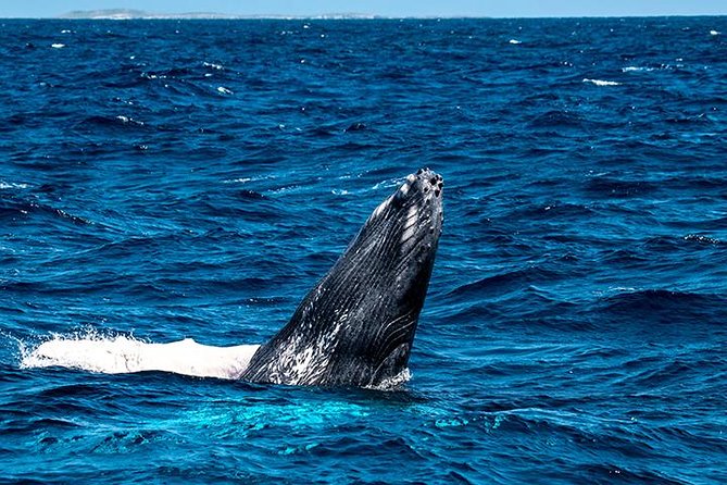 Private Whale Watching Charter (Grand Turk) - Snorkeling gear, snacks, and the practical comforts
