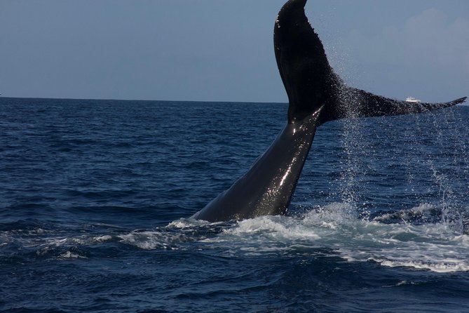 Private Whale Watching Charter (Grand Turk) - Who should book this three-and-a-half-hour outing?