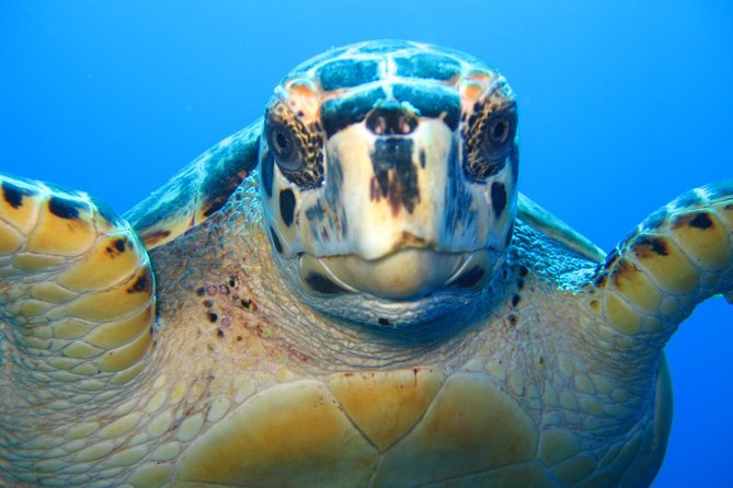 Snorkel Eco Tour - Starting at Marina Road in Providenciales