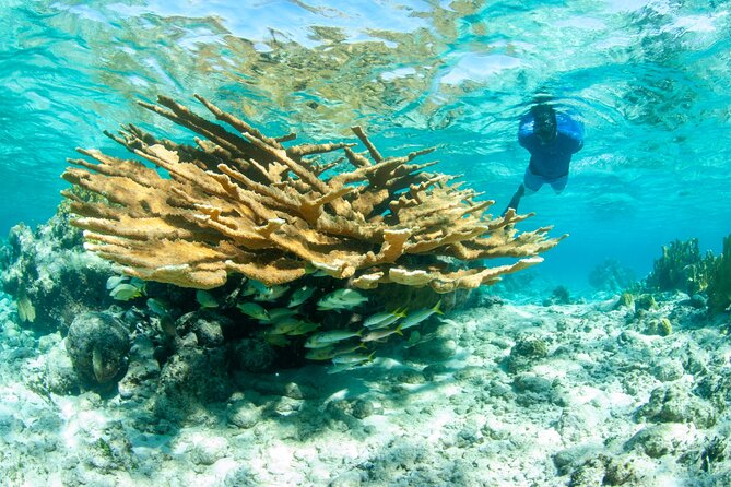 Snorkel Eco Tour - Three reef locations, with room for the route to change