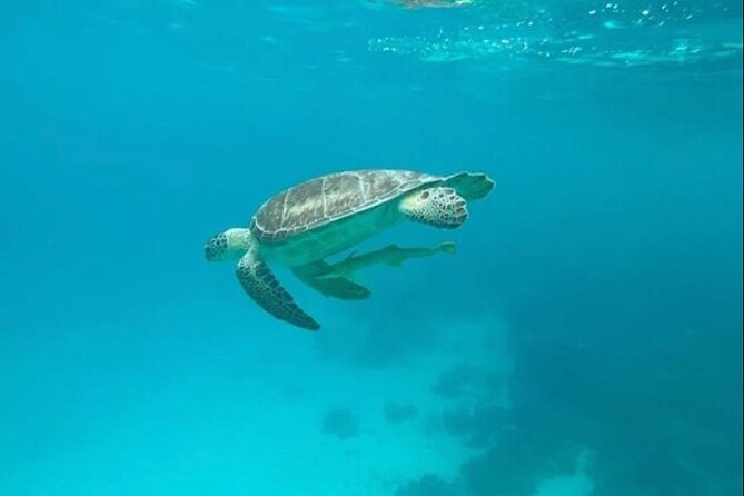 Snorkeling with Sea Scooters and Sea Adventure - Offshore - Cameras, Water, Soda, and Snacks