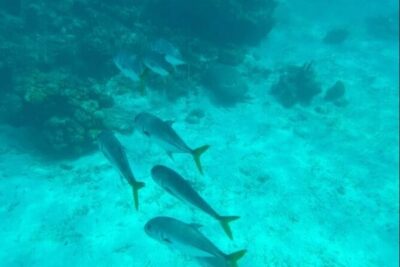Snorkeling with Sea Scooters and Sea Adventure – Offshore