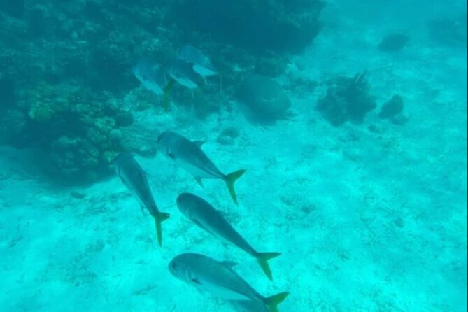 Snorkeling with Sea Scooters and Sea Adventure - Offshore - Looking for Marine Life at Scooter Speed