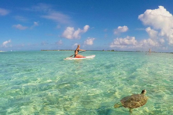 Turtle Eco Tour on Stand-Up Paddleboards or Kayaks into the National Marine Park - Why the Providenciales Mangroves Are Worth Your Time