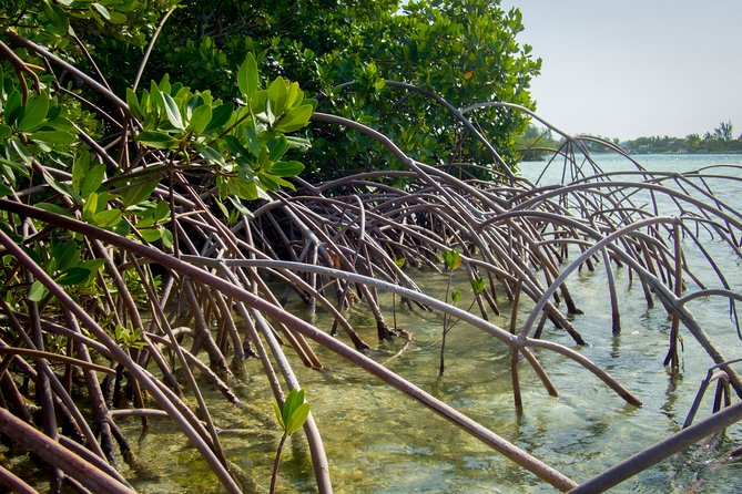 Turtle Eco Tour on Stand-Up Paddleboards or Kayaks into the National Marine Park - Wildlife Spotting: Turtles, Sharks, Rays, and Birds