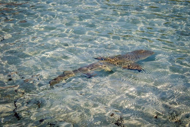 Turtle Eco Tour on Stand-Up Paddleboards or Kayaks into the National Marine Park - What the Guide Adds to the Experience