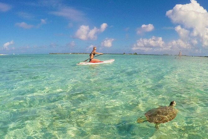 Turtle Eco Tour on Stand-Up Paddleboards or Kayaks into the National Marine Park - How Long the Tour Takes and Why Tides Matter