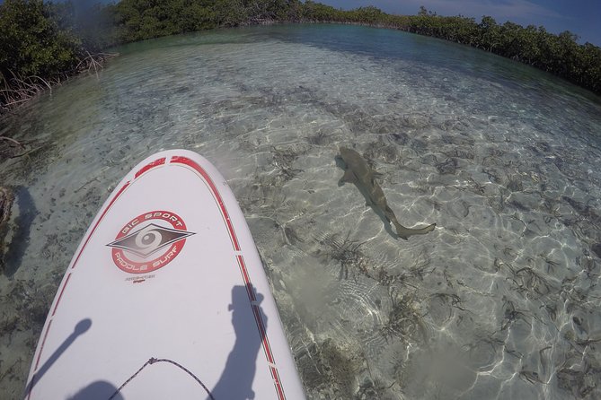 Turtle Eco Tour on Stand-Up Paddleboards or Kayaks into the National Marine Park - Is $156.80 a Fair Price?