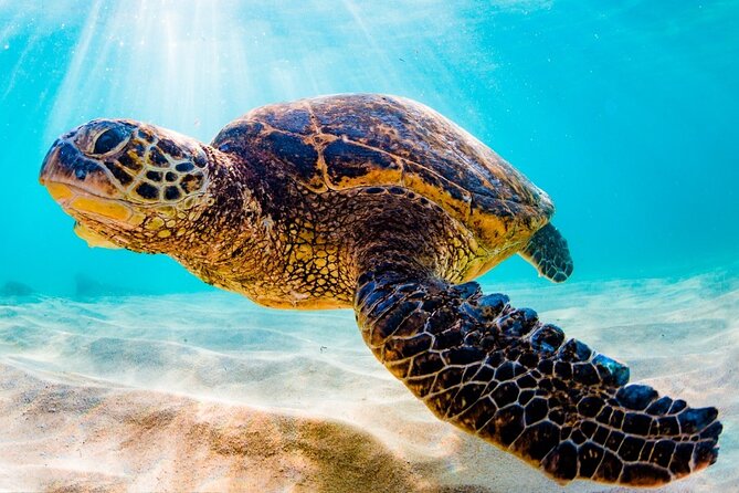 Turtle Eco Tour on Stand-Up Paddleboards or Kayaks into the National Marine Park - The Introductory Lesson and First Paddle